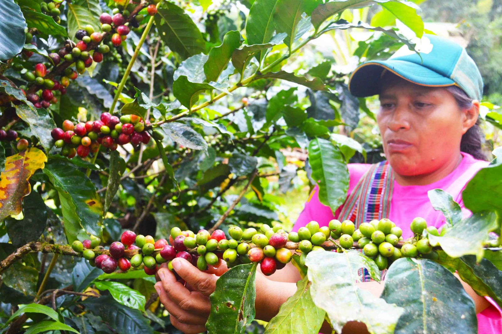 Productora de cafe en Morona Santiago